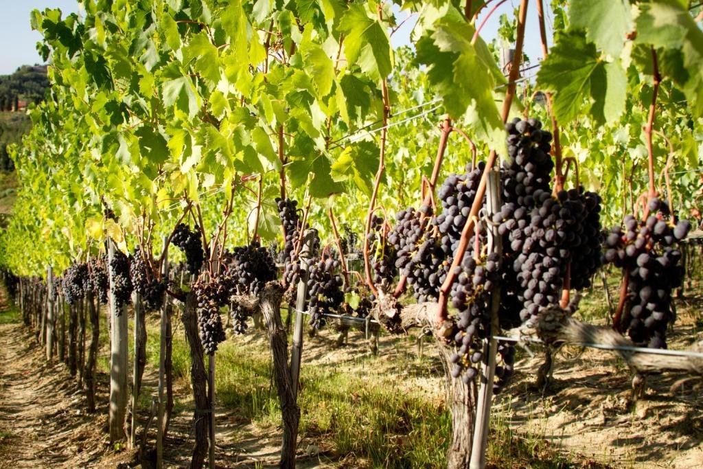 fattoria fabbiano winery